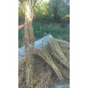 Organik Susam 500 Gr