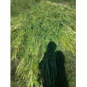 Doğal Yerli Susam 500 Gr