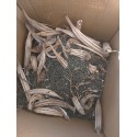 Doğal Yerli Bamya Tohumu 600 gr (İlaç ve Kimyasal Yoktur )